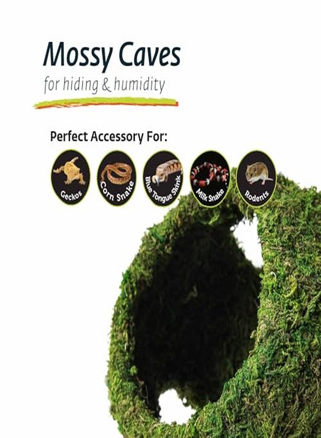 Galapagos Galápagos (05345) Mossy Cave with Holes | Natural Reptile Hide for Bearded Dragons, Geckos, Snakes, Tortoises, Frogs, Hermit Crabs, and Lizards | Terrarium Decor, 12in Diameter - Image 4